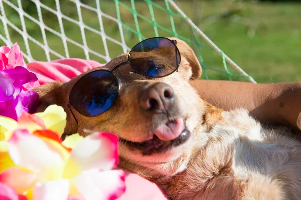 Hund på semester — Stockfoto