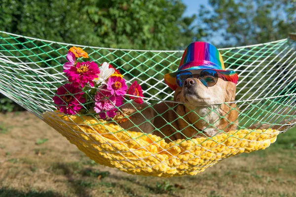 Собака в отпуске — стоковое фото