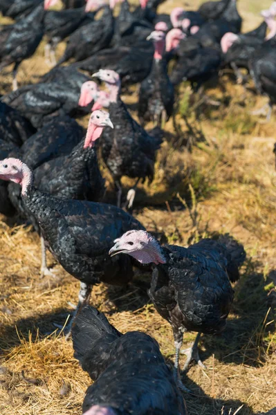 Muitos perus na fazenda — Fotografia de Stock