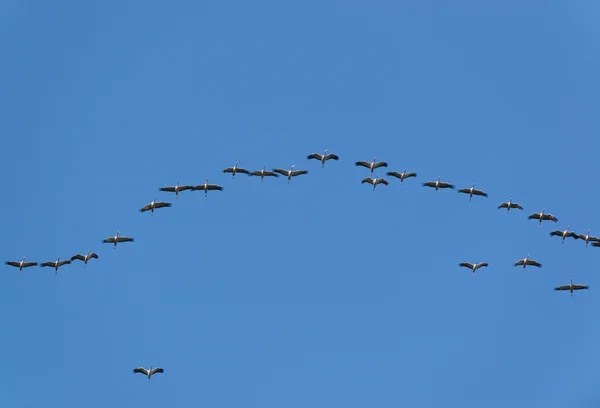 Viele Kraniche in der Luft — Stockfoto