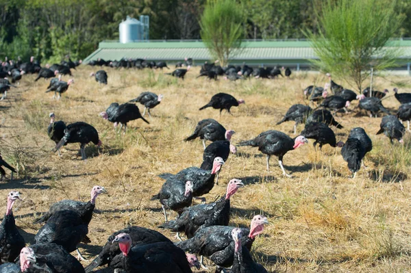 Muchos pavos en la granja — Foto de Stock