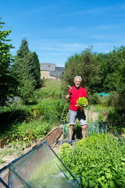 Salat im Gemüsegarten — Stockfoto