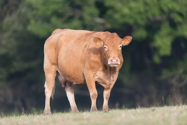 Cow from French Limousin — Stock Photo, Image