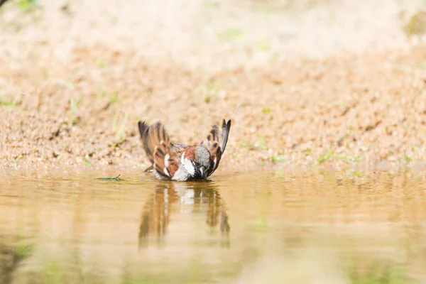 Gorrión de casa masculino en agua — Foto de Stock