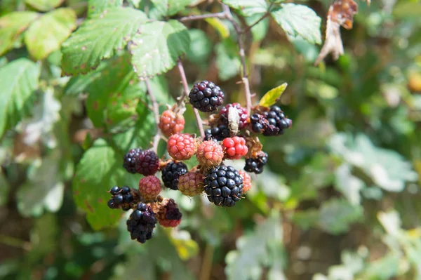 Ripe blackberries in bush — Stock Photo, Image