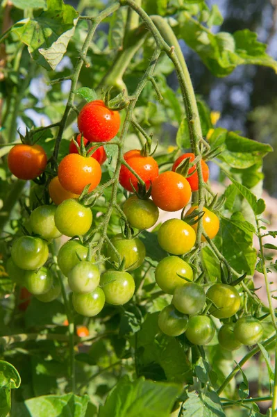 Cherry tomatoes in garden — Stock Photo, Image