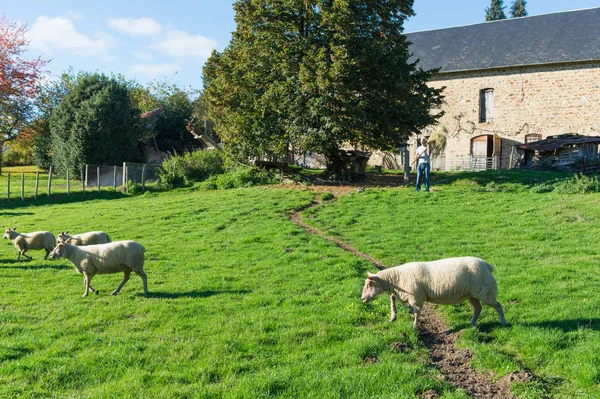 Agricultor con heno para las ovejas — Foto de Stock