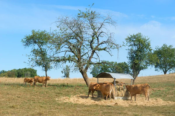 Limousin krów w krajobraz — Zdjęcie stockowe