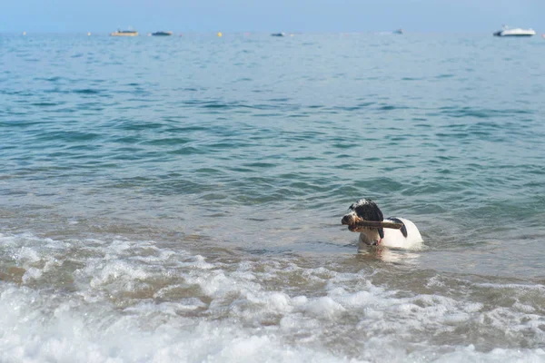 Kumsaldaki köpek. — Stok fotoğraf