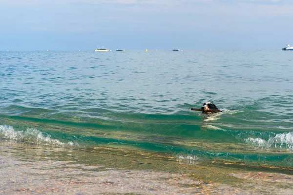 Kumsaldaki köpek. — Stok fotoğraf