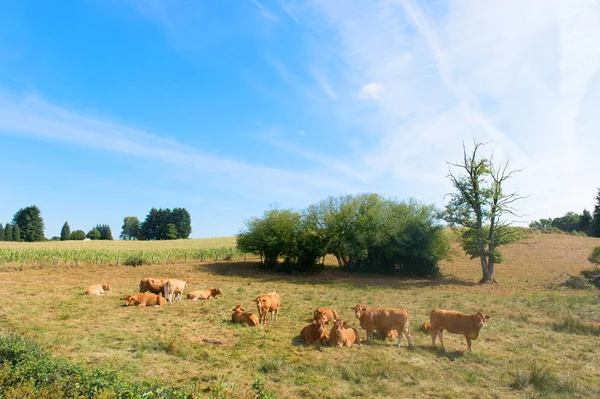 Limousin koeien in Franse landschap — Stockfoto