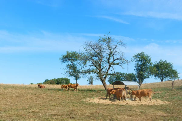 Mucche Limosine nel paesaggio francese — Foto Stock