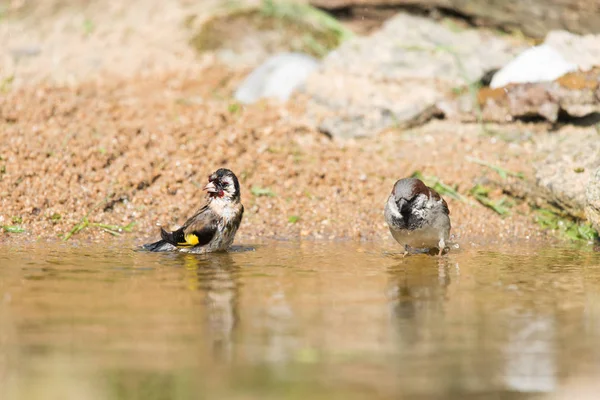Bathing European goldfinch and sparrow — Stock Photo, Image