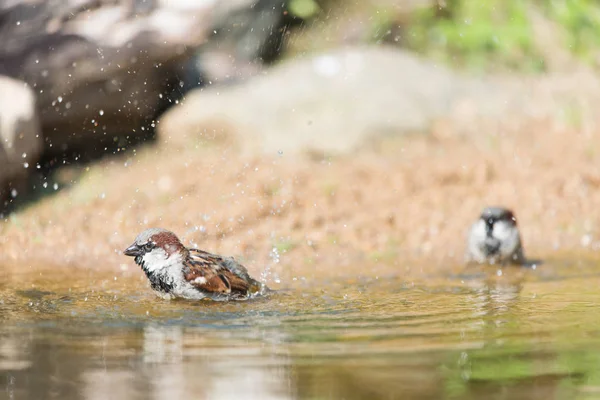 Mužské vrabec ve vodě — Stock fotografie