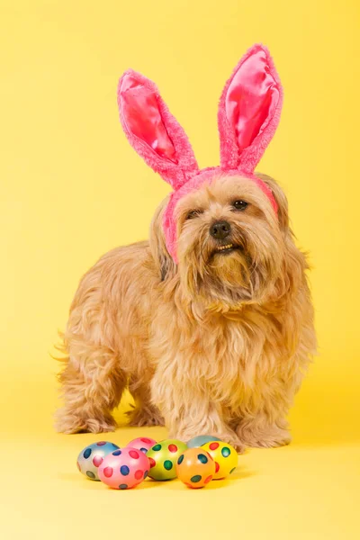 Dog as easter bunny — Stock Photo, Image