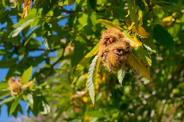 甘栗の木 — ストック写真