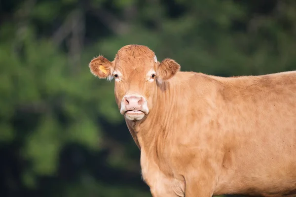 Kráva od francouzské Limousin — Stock fotografie