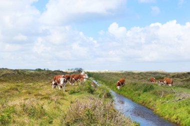 Hereford cows in landscape clipart