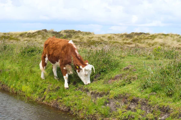 Hereford pasto vaca pastoreo — Foto de Stock