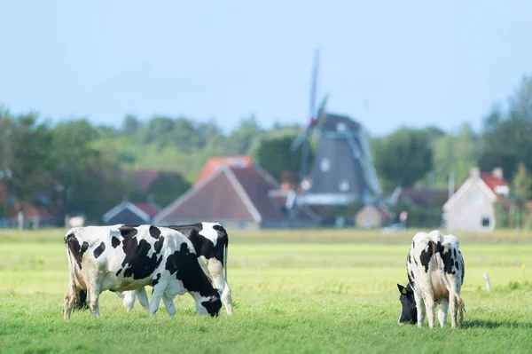 Vacas en el paisaje holandés en Holanda — Foto de Stock