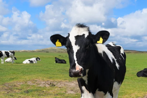 Koeien in Nederland — Stockfoto