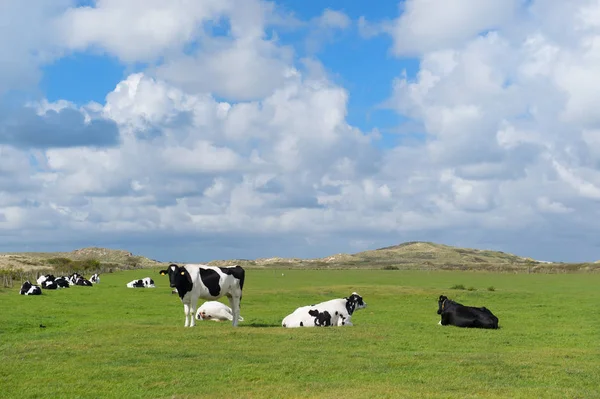 Koeien in Nederland — Stockfoto