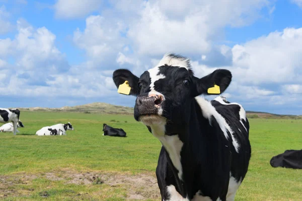 Kühe in holländischer Landschaft in Holland — Stockfoto