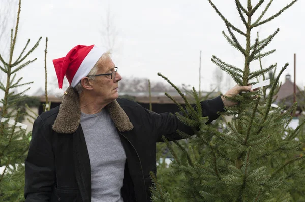 Buying a Christmas tree — Stock Photo, Image