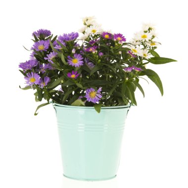 Mavi ve beyaz papatya