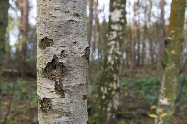 Björkar i skogen — Stockfoto