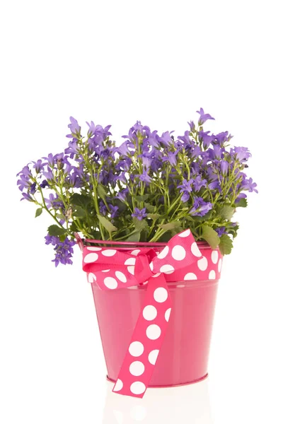 Campanula in vaso di fiori — Foto Stock