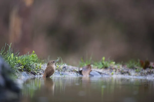 Budníček menší ve vodě — Stock fotografie