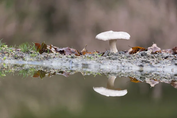 Beyaz mantar doğada — Stok fotoğraf