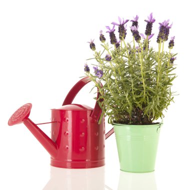 Lavanta Stoechas beyaz bitti izole