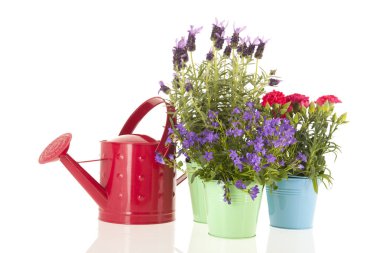 Lavanta Stoechas beyaz bitti izole