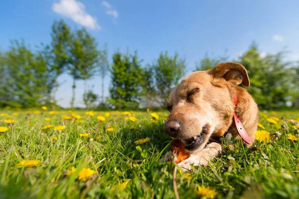 Dog chewing on bone — Stock Photo, Image