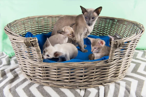 Little Siamese kitten by mother — Stock Photo, Image