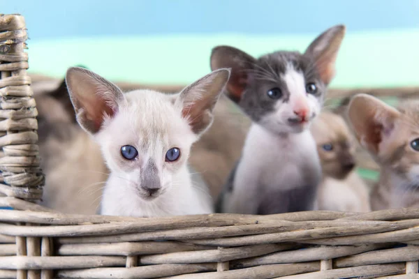 Pequeño gatito siamés —  Fotos de Stock