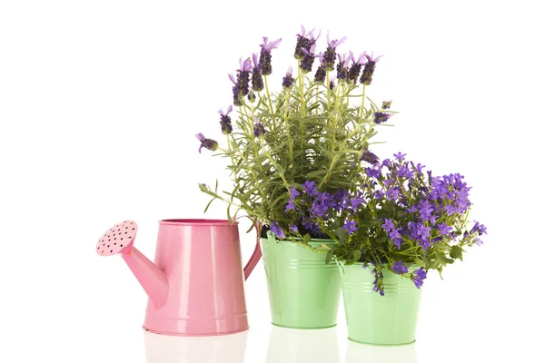 Campanula et Lavandula en pot de fleurs — Photo