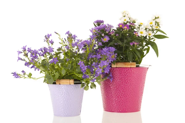 Campanula och prästkragar i blomkruka — Stockfoto