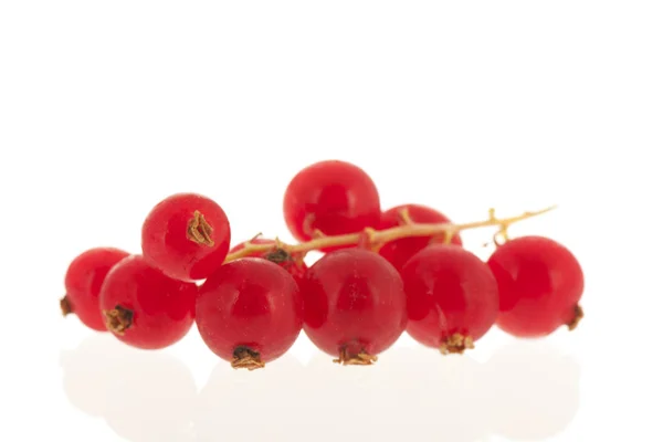 Groseilles rouges isolées sur blanc — Photo