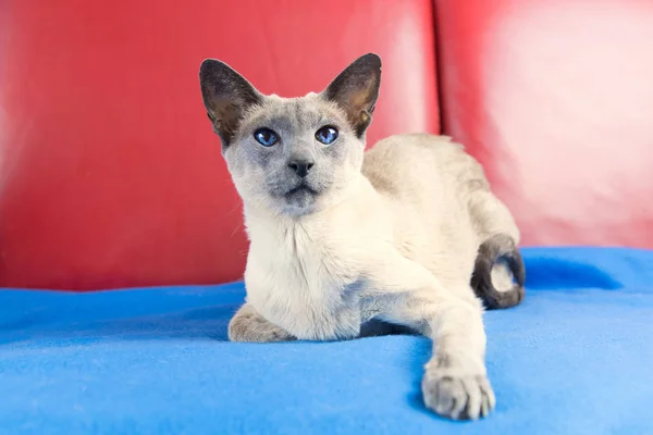 Azul ponto siamês gato — Fotografia de Stock