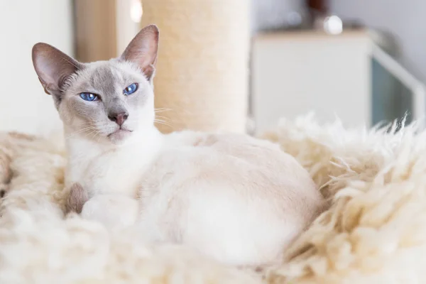 Lilac point siamesische Katze — Stockfoto