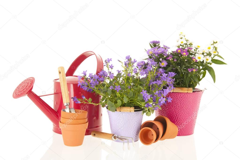 Campanula and daisies in flower pot