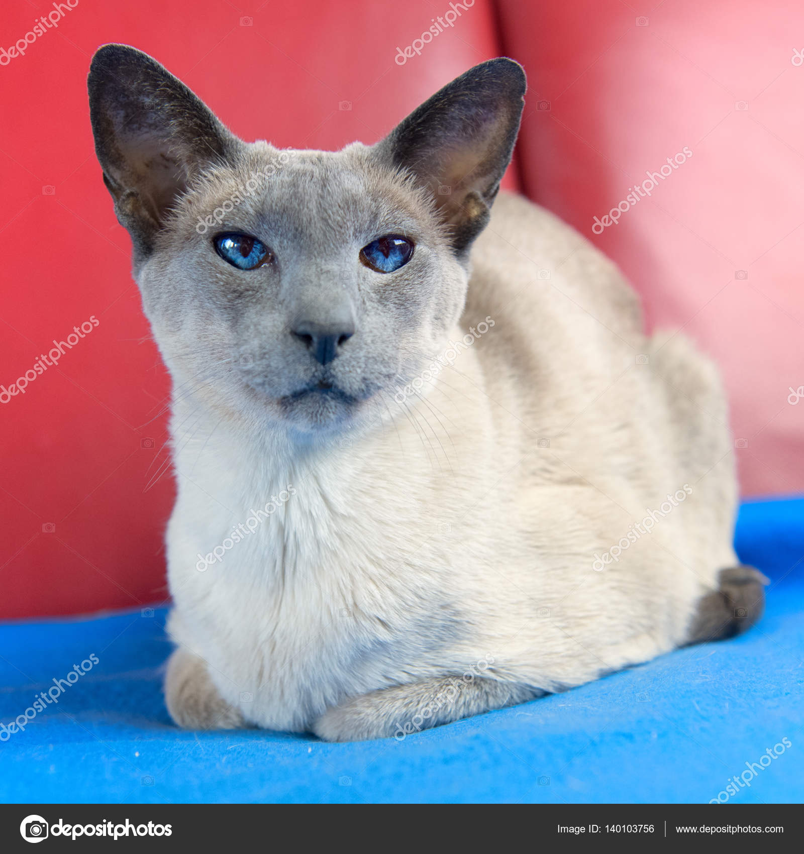 Gatto Siamese Blu Point Foto Stock Ivonnewierink 140103756
