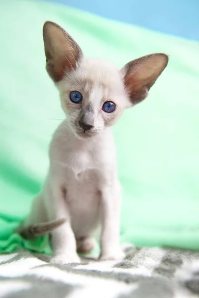 Chaton bébé siamois — Photo