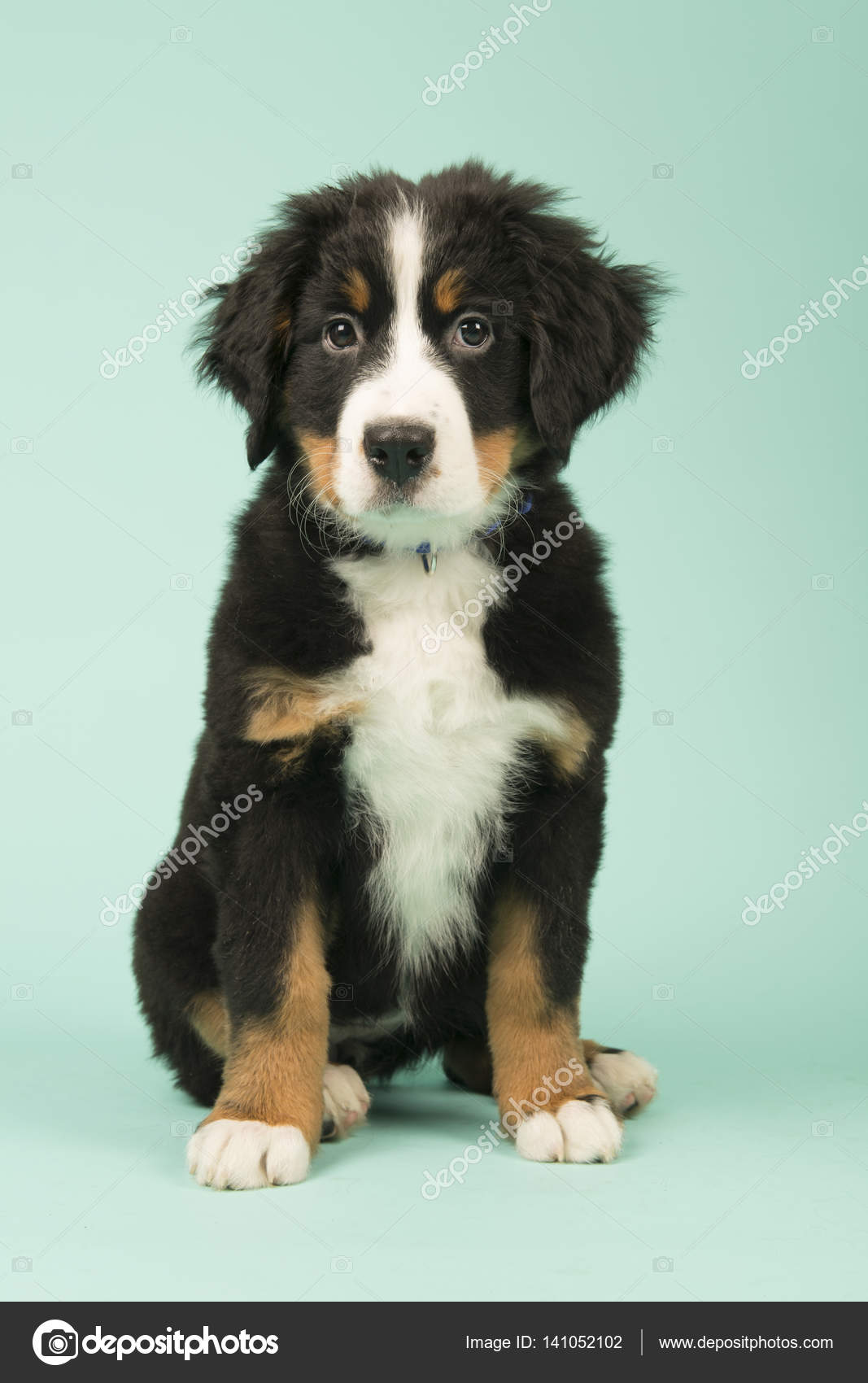 緑の背景にバーニーズ マウンテン ドッグ子犬 ストック写真 C Ivonnewierink