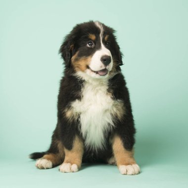 Bernese dağ köpeği köpek yeşil zemin üzerine