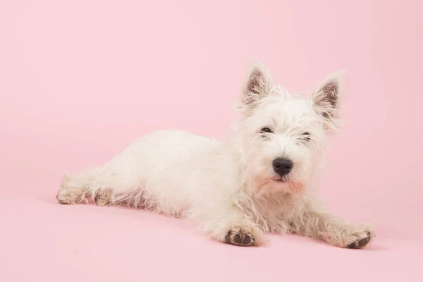 West highland white terriër pup — Stockfoto
