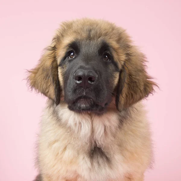 Leonberger pup op roze — Stockfoto